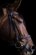 Imagen de CSIO Barcelona (2025): Lliga de les Nacions - 1a ronda - 2