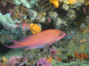 Imagen de Catalunya salvatge: La frontera glacial - 1