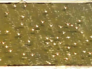 Imagen de Riu avall: Segre 1 - 1