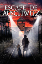 Imagen de El informe Auschwitz - 2