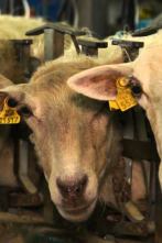 Imagen de Sustraia - 2