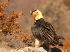 Imagen de Ehiztaria - 1