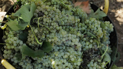 Imagen de La Besana en verde - 3