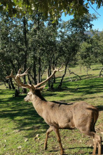 Imagen de Cazadores de lances - 2