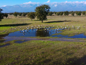 Imagen de El lince con botas 3.0 - 1