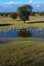 Imagen de El lince con botas 3.0 - 2