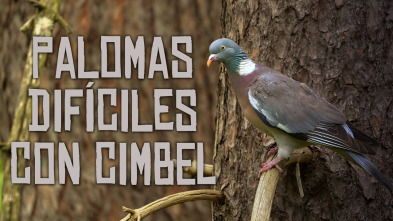 Imagen de Palomas difíciles a cimbel - 3