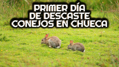 Imagen de Cazando en cuadrilla al descaste del conejo - 3