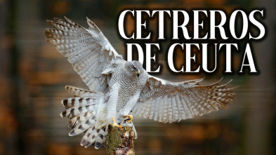 Imagen de Cetreros de Ceuta - 3