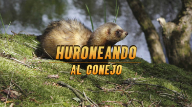 Imagen de Huroneando al conejo - 3