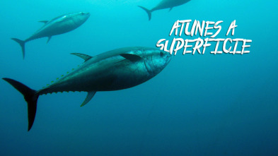 Imagen de Atunes a superficie en la escala - 3