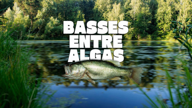 Basses entre algas