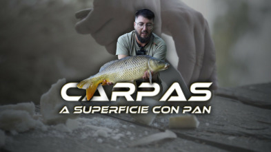 Carpas a superficie con pan