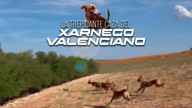 Imagen de La trepidante caza del xarnego valenciano - 3