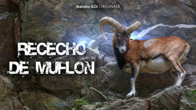 Imagen de Rececho de muflón con blaser - 3