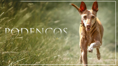 Imagen de Podencos en arroyo - 3