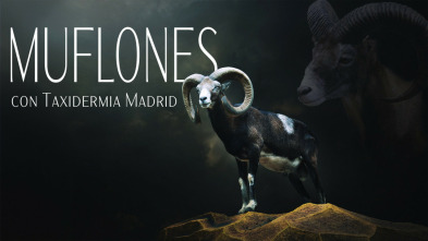 Muflones con taxidermis Madrid