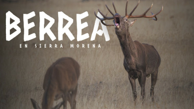 Berrea en Sierra Morena