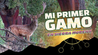 Imagen de Mi primer Gamo en Sierra Morena - 3