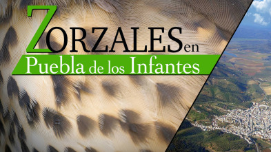 Imagen de Zorzales en la puebla de los infantes - 3