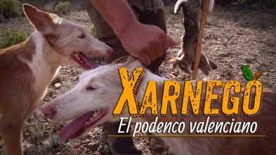 Imagen de Xarnego, el podenco valenciano - 3