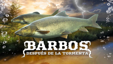 Imagen de Barbos después de la tormenta - 3