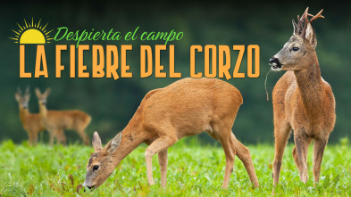 Imagen de Despieta el campo, la fiebre del corzo - 3