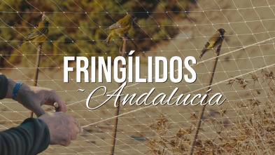 Imagen de Fringílidos en andalucía - 3