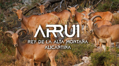 Imagen de El rey de la alta montaña alicantina - 3