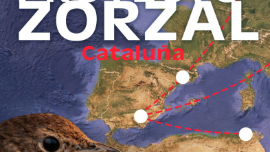 Imagen de Proyecto zorzal en cataluña - 3