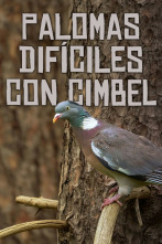 Imagen de Palomas difíciles a cimbel - 2