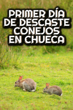 Imagen de Cazando en cuadrilla al descaste del conejo - 2