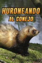 Imagen de Huroneando al conejo - 2
