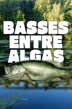 Basses entre algas