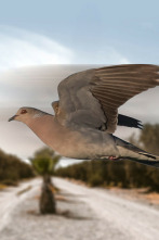 Imagen de Tortolas en Marruecos - 2