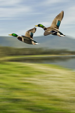 De patos en Extremadura