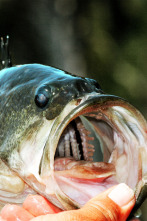 Imagen de Top Water Frog 2 0 - 2