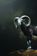 Imagen de Muflones con taxidermis Madrid - 2