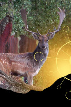 Imagen de Mi primer Gamo en Sierra Morena - 2