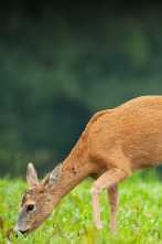 Imagen de Despieta el campo, la fiebre del corzo - 2