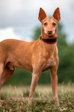 Imagen de Podencos a pelo y a pluma - 2
