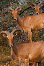 Imagen de El rey de la alta montaña alicantina - 2