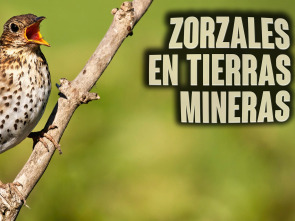 Zorzales en tierras mineras