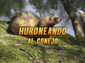 Imagen de Huroneando al conejo - 1