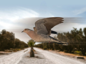 Imagen de Tortolas en Marruecos - 1