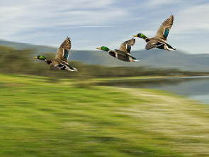 De patos en Extremadura