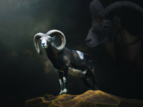 Imagen de Muflones con taxidermis Madrid - 1