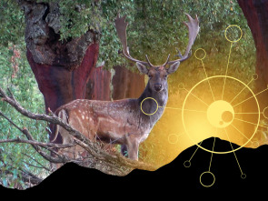 Imagen de Mi primer Gamo en Sierra Morena - 1