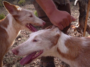 Imagen de Xarnego, el podenco valenciano - 1