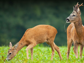Imagen de Despieta el campo, la fiebre del corzo - 1